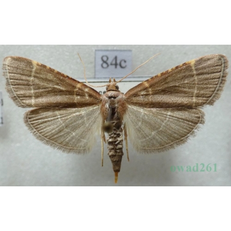 Hypsopygia glaucinalis (Linnaeus, 1758) Czech84c